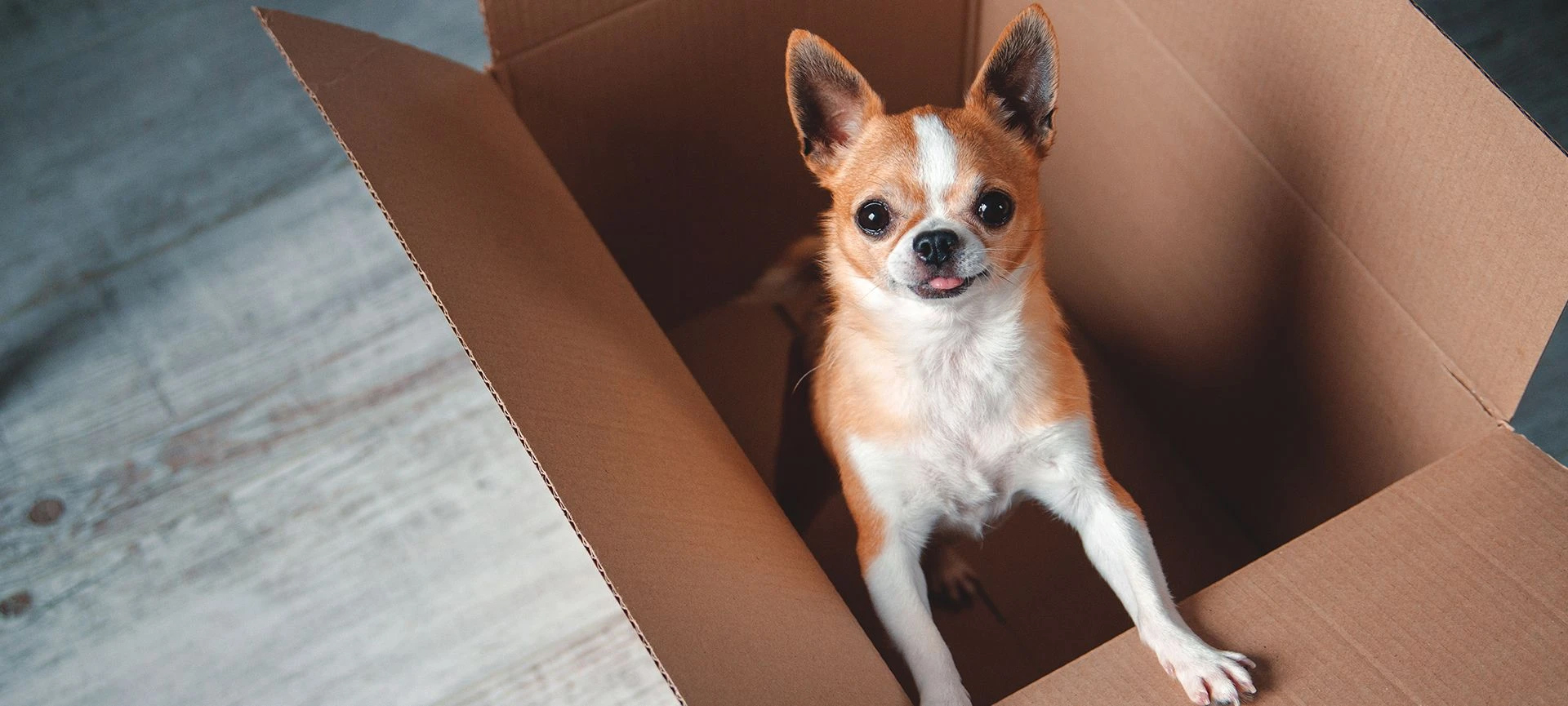 A Guide to Shipping Pets from Canada to the US